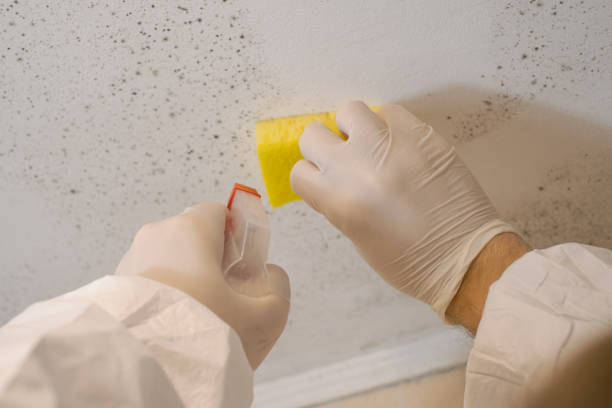 Best Emergency Mold Remediation  in USA